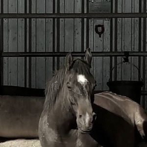 Meet your Posher, Mickey